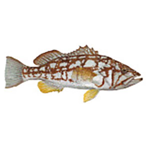 Gamefish Rod Decals