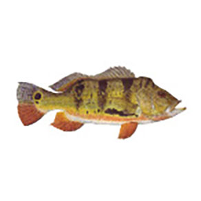 Gamefish Decals  Custom fishing rods, Fishing rod, Channel catfish
