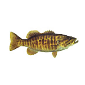 Marker Smallmouth Bass Sticker - Bass Fishing Stickers