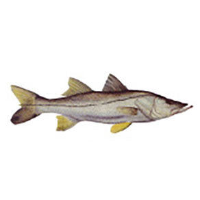 Detailed Snook Decal